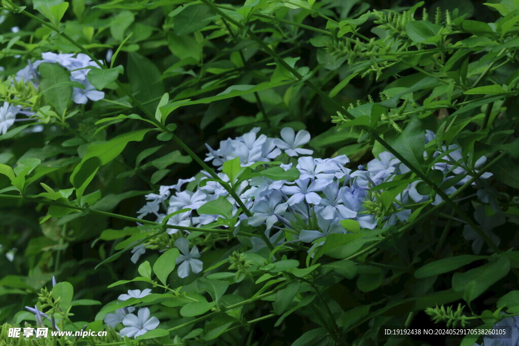 蓝雪花  