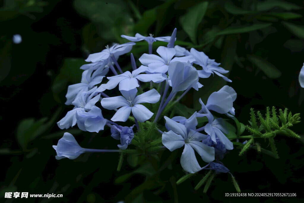 蓝雪花  