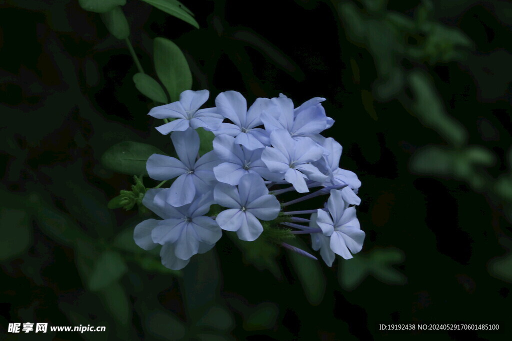 蓝雪花 