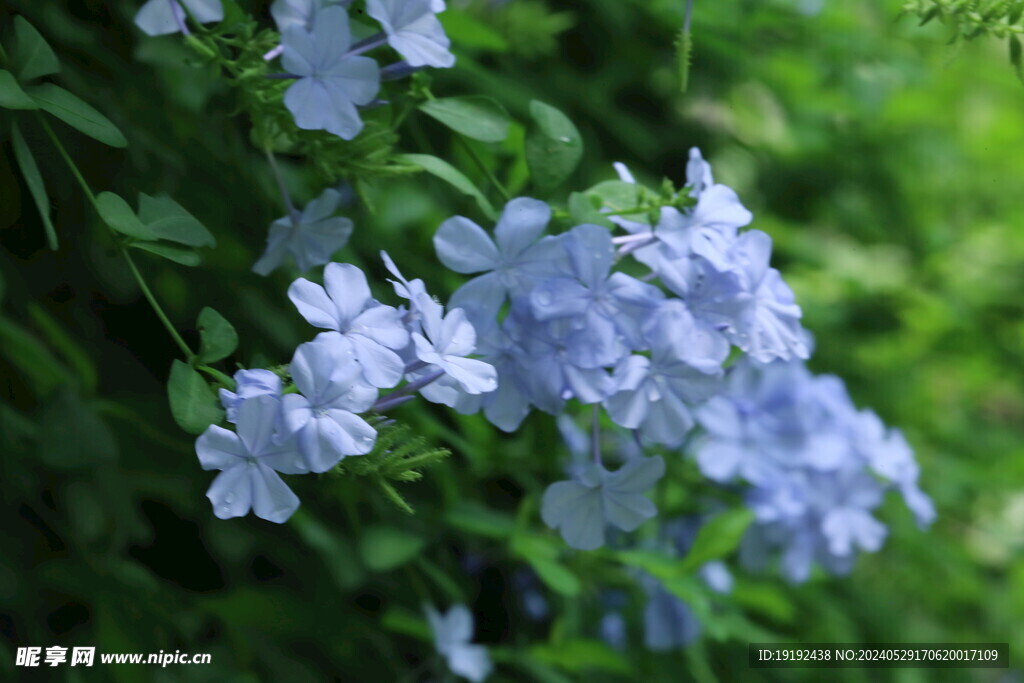 蓝雪花  