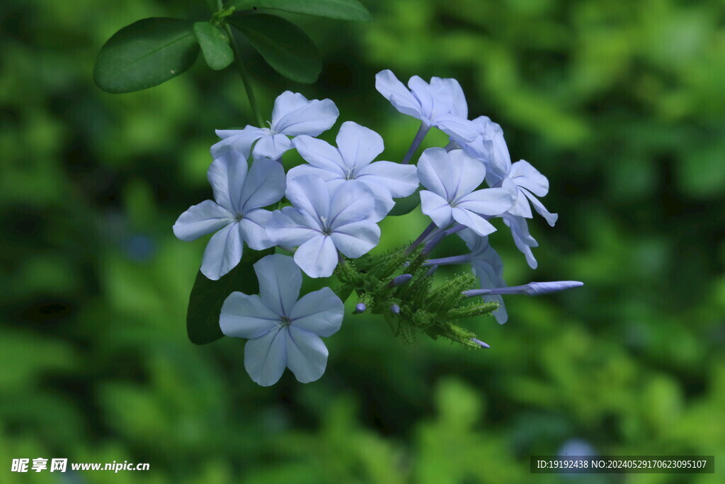 蓝雪花  