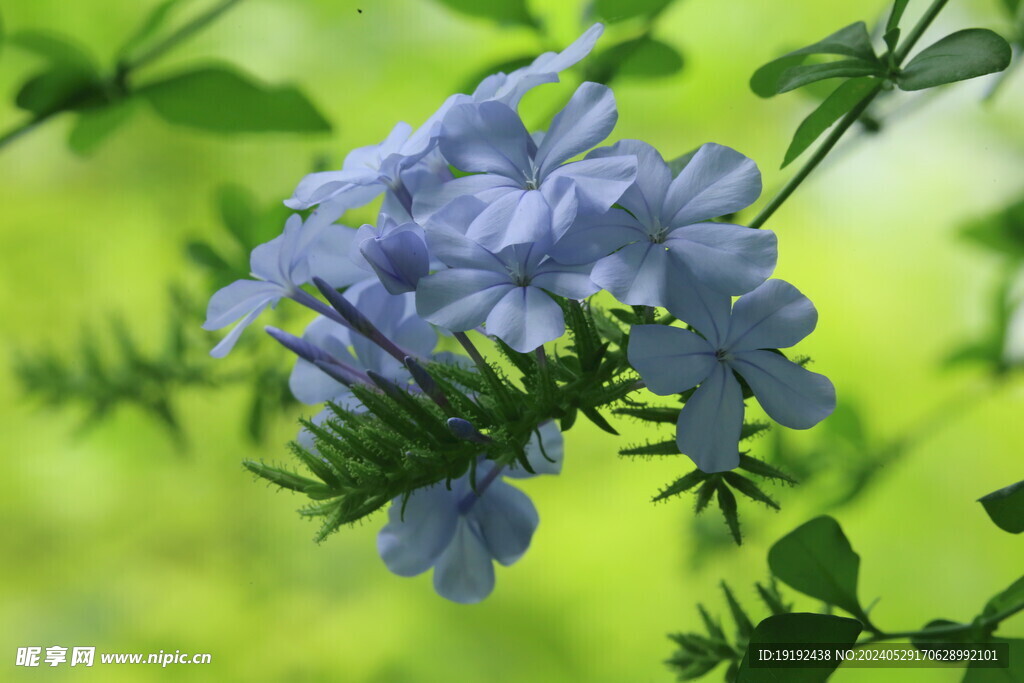 蓝雪花 