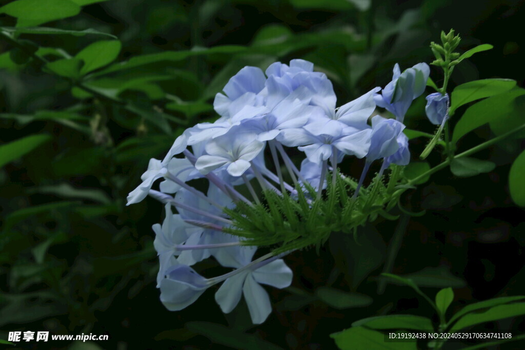 蓝雪花 