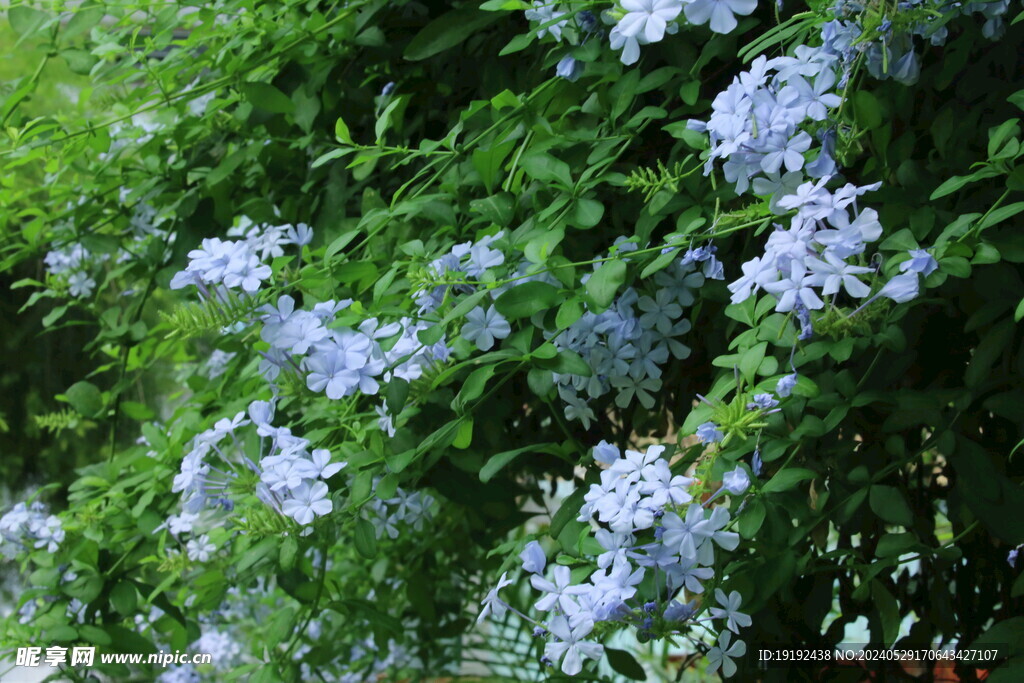 蓝雪花 