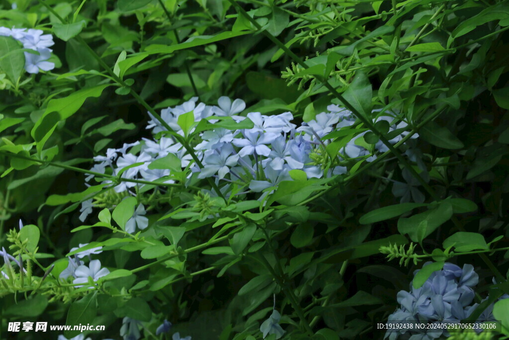 蓝雪花 