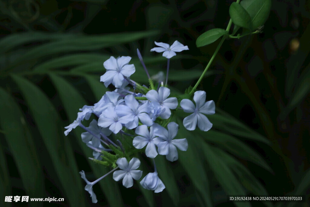 蓝雪花  