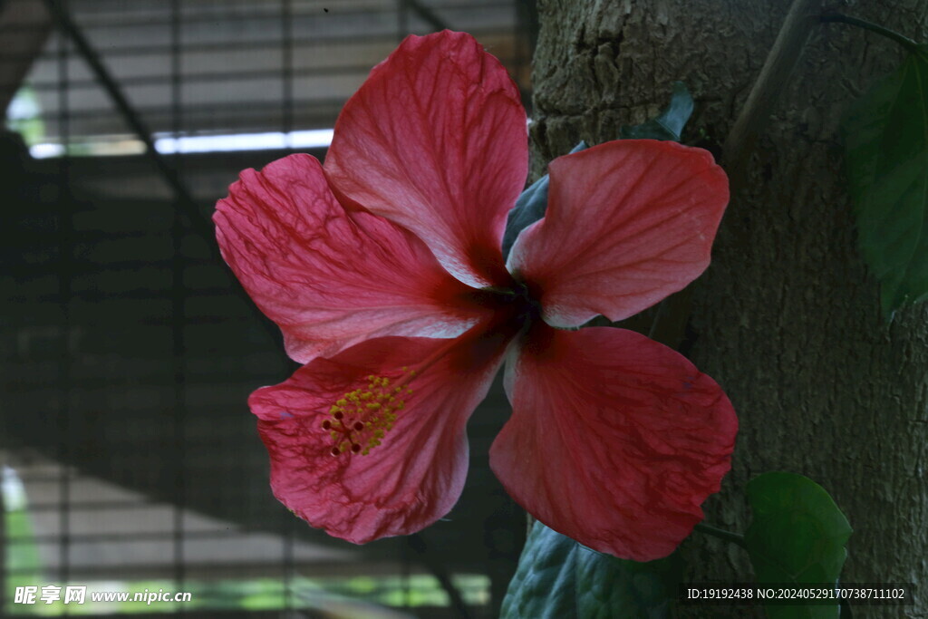 朱槿花  