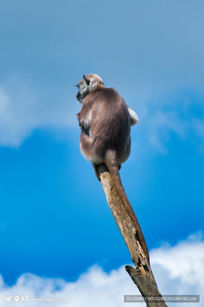 狒狒