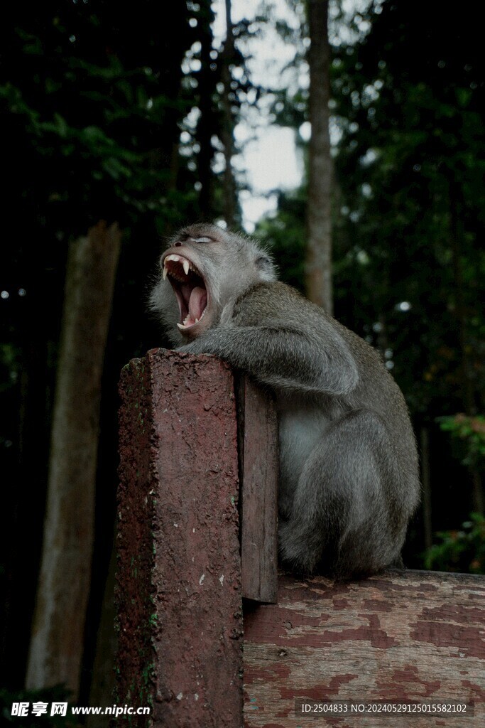 狒狒