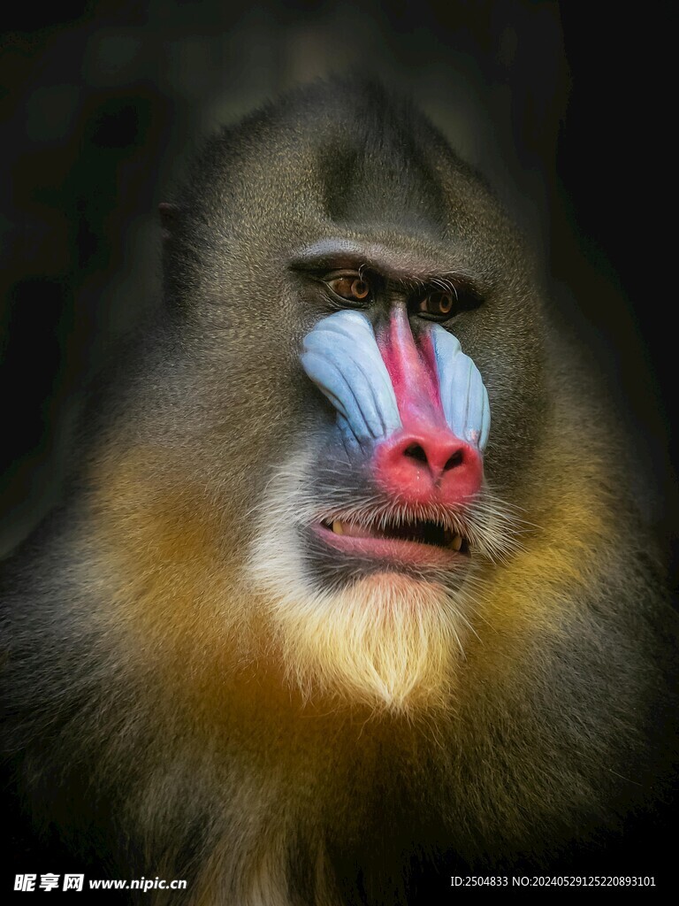 狒狒
