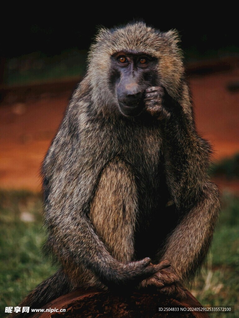 狒狒