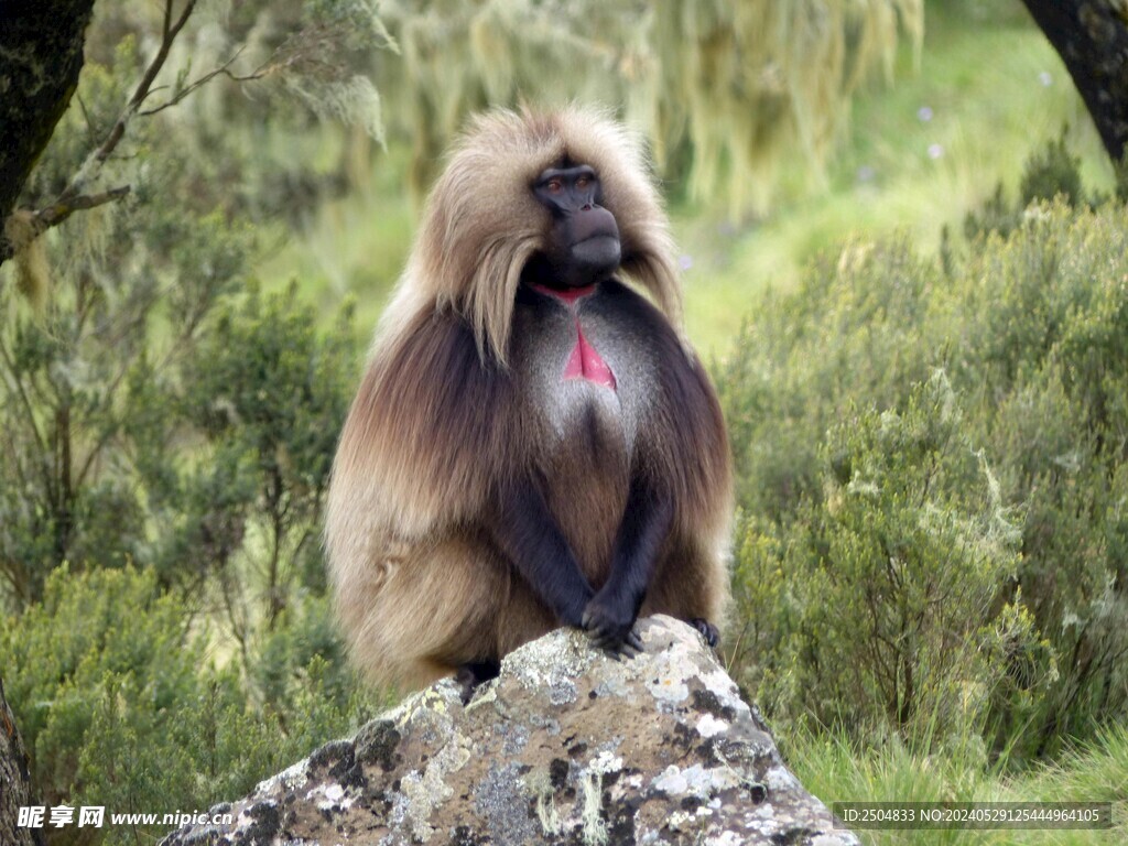 狒狒