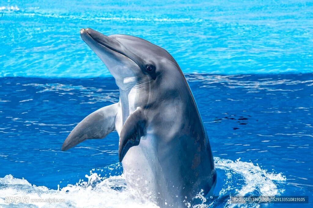 海豚