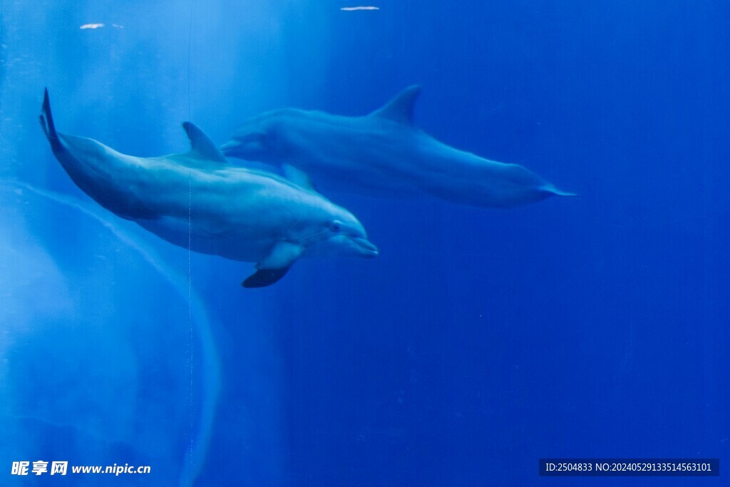 海豚
