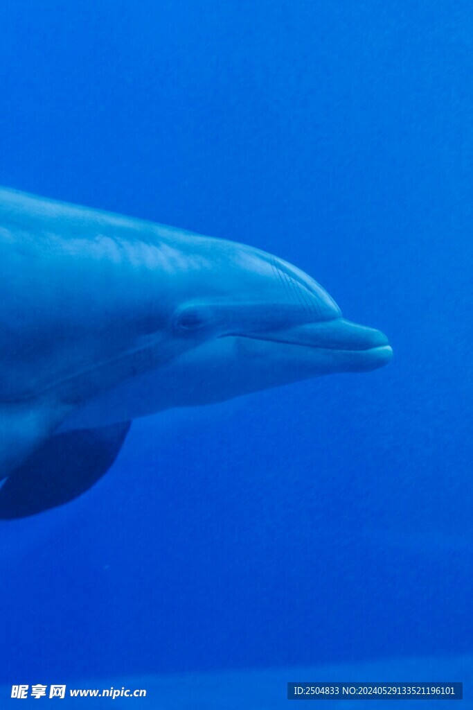 海豚