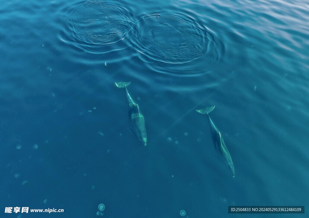 海豚