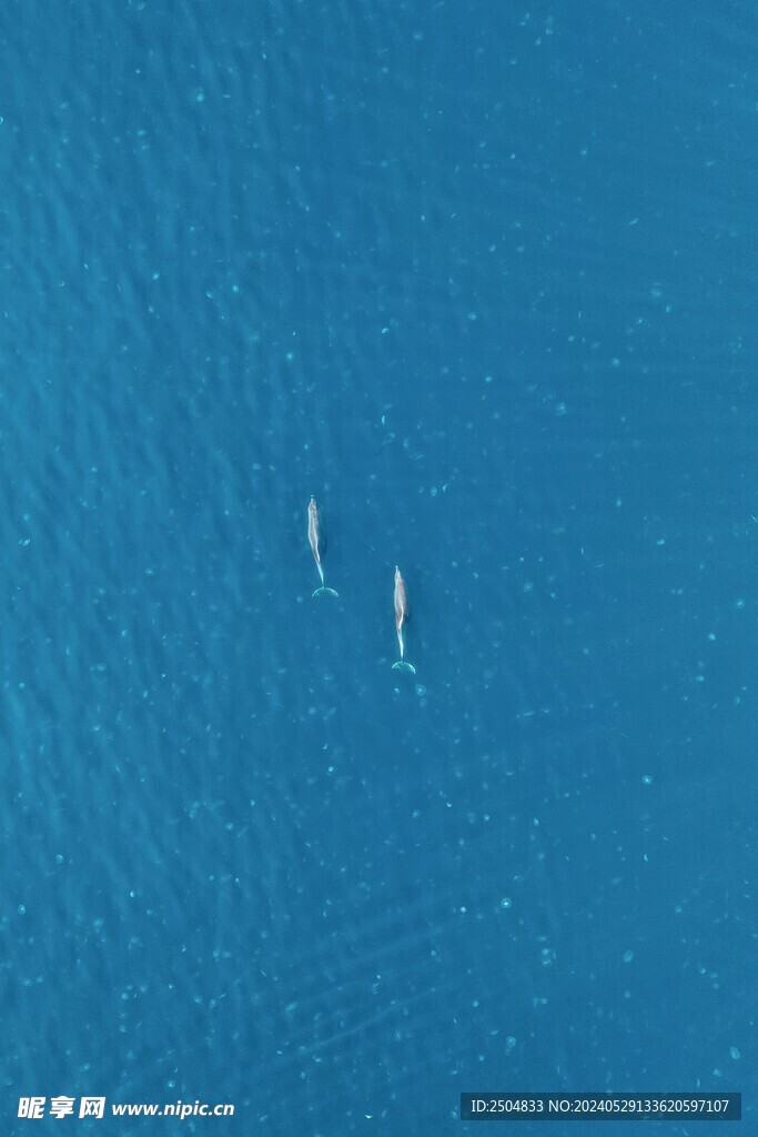 海豚