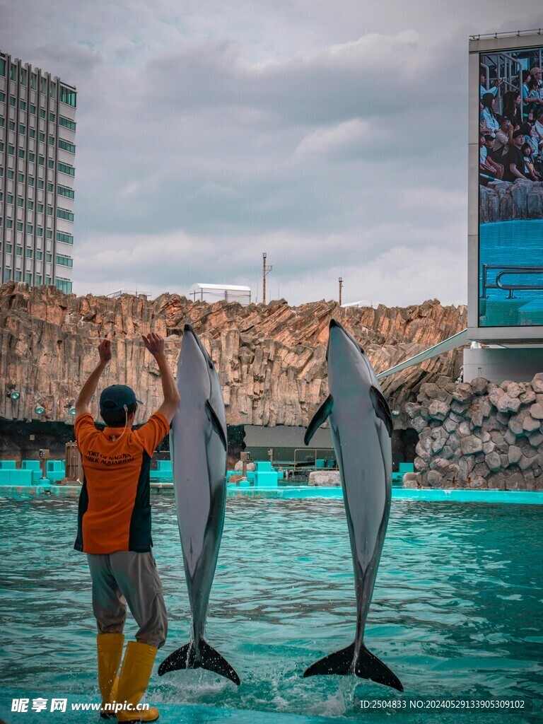 海豚