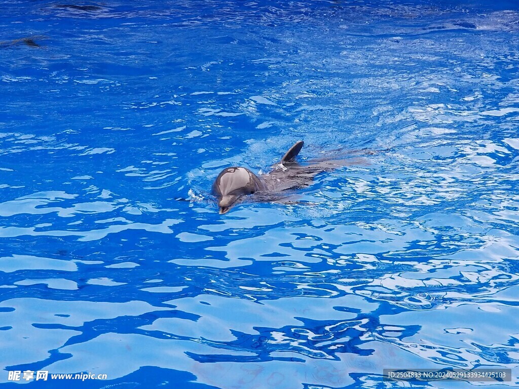 海豚