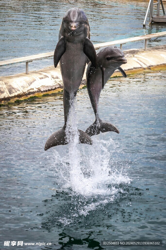 海豚