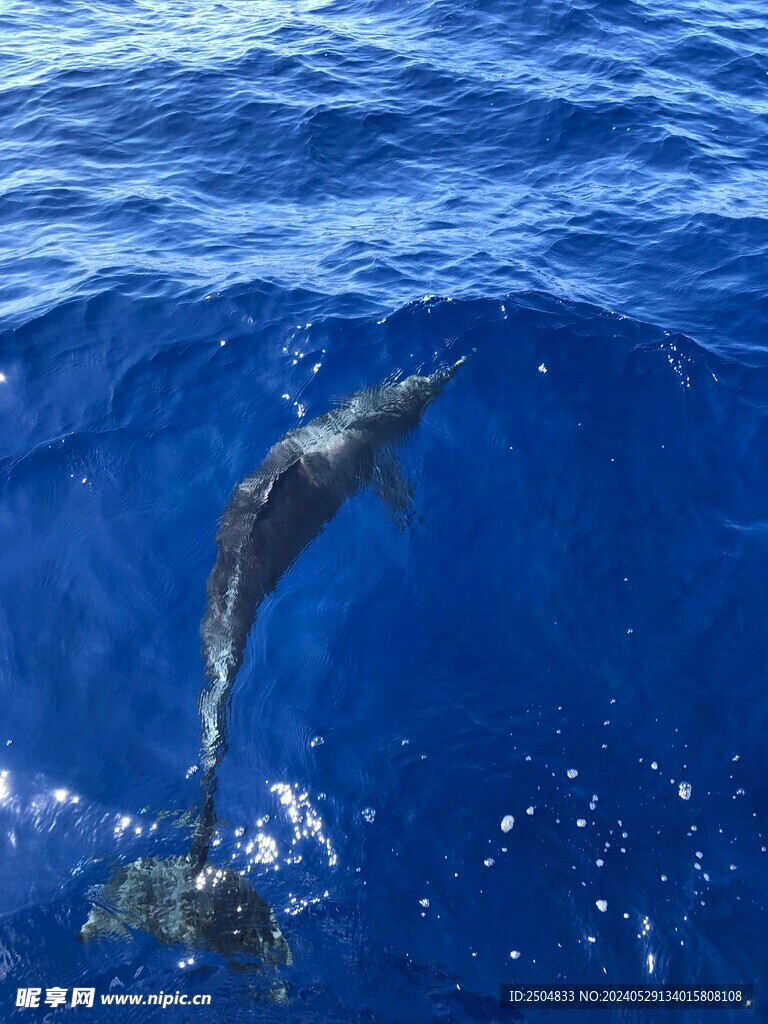 海豚