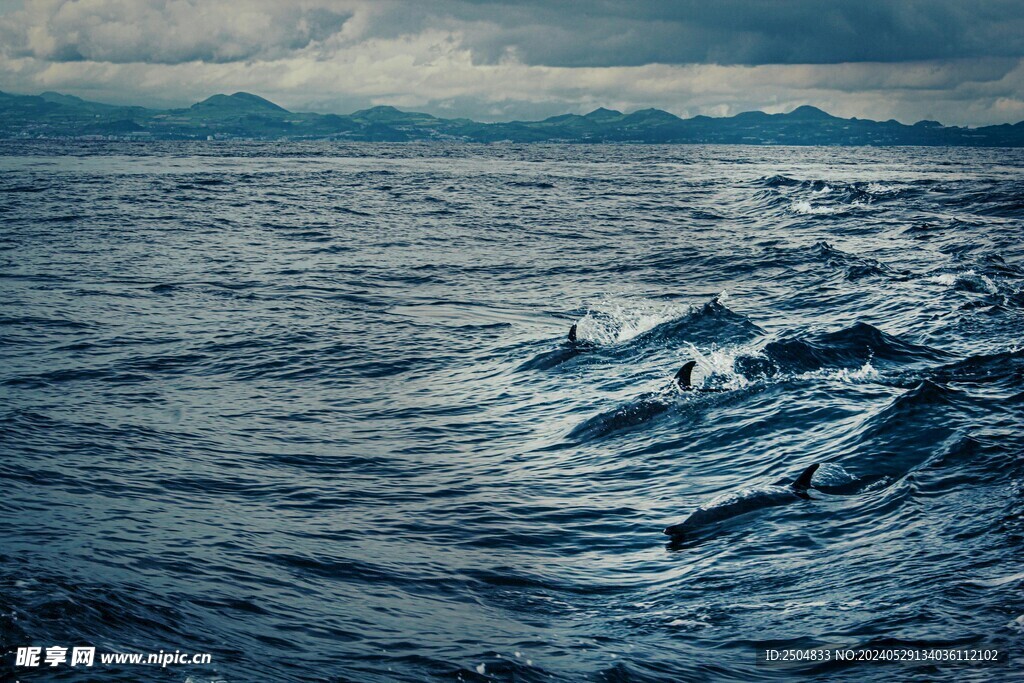 海豚