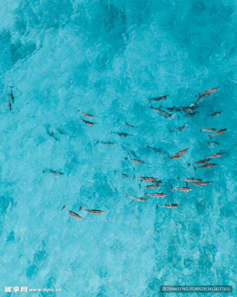 海豚