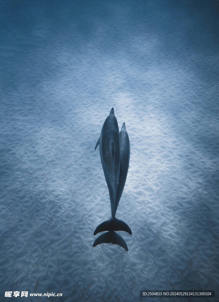 海豚
