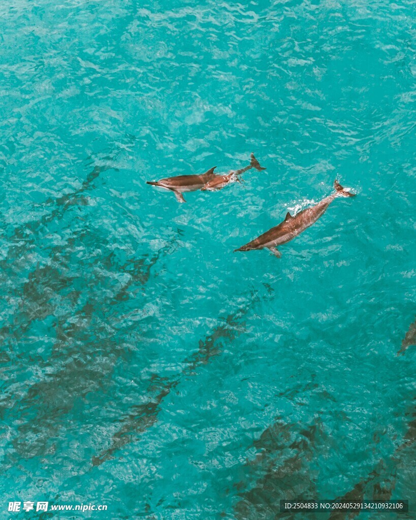 海豚