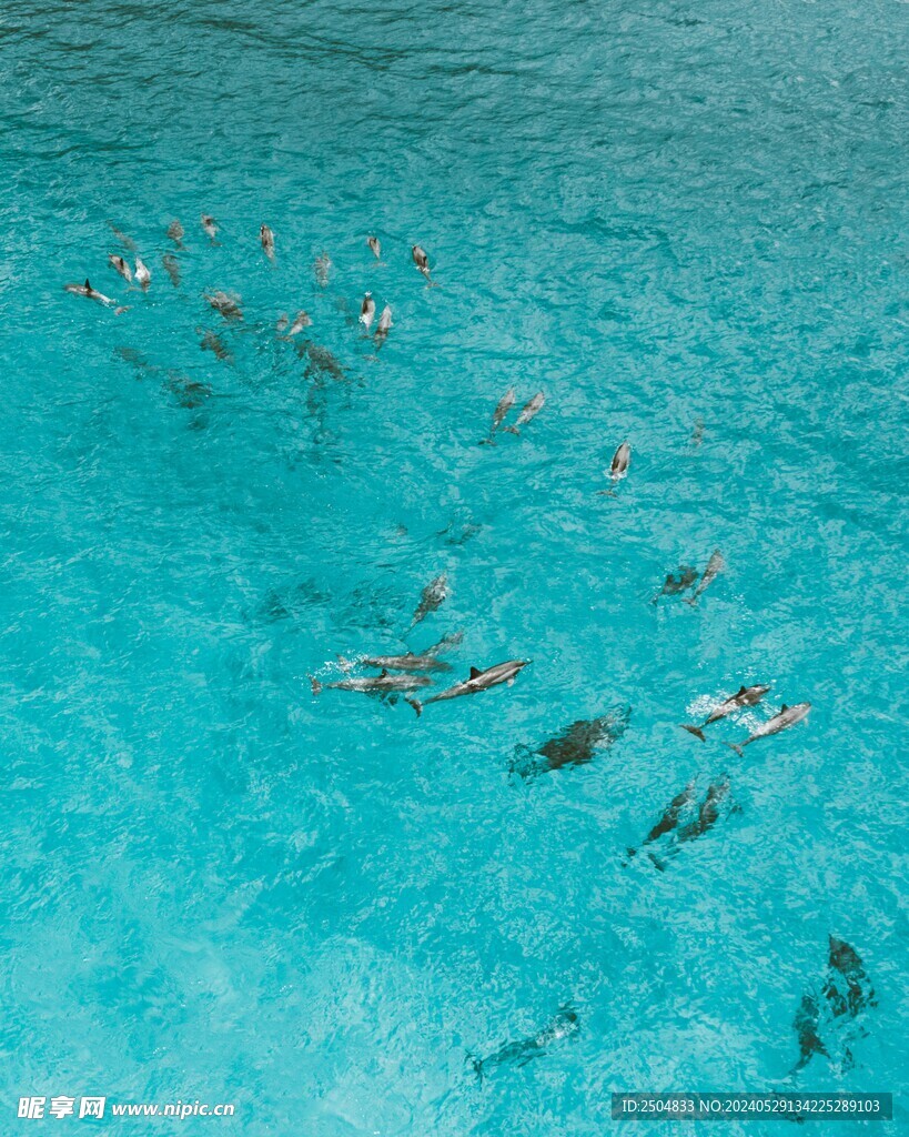 海豚