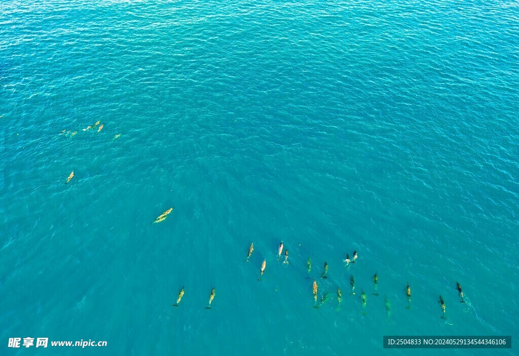 海豚