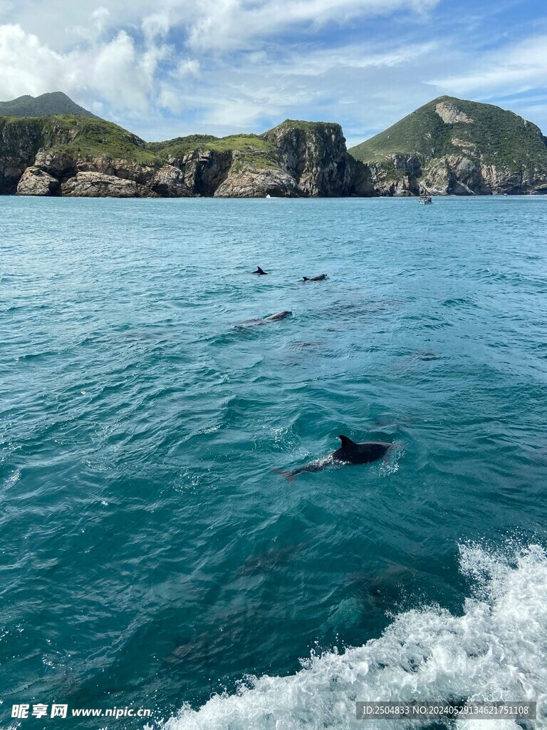 海豚