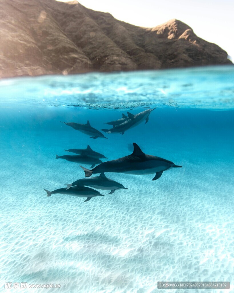 海豚