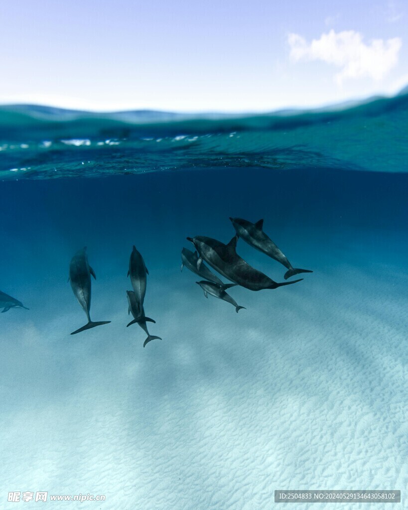 海豚