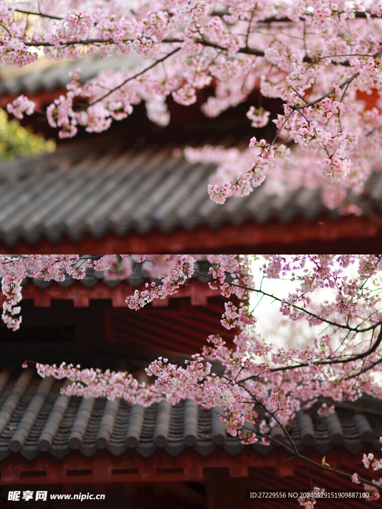 樱花