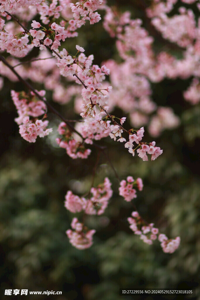 樱花