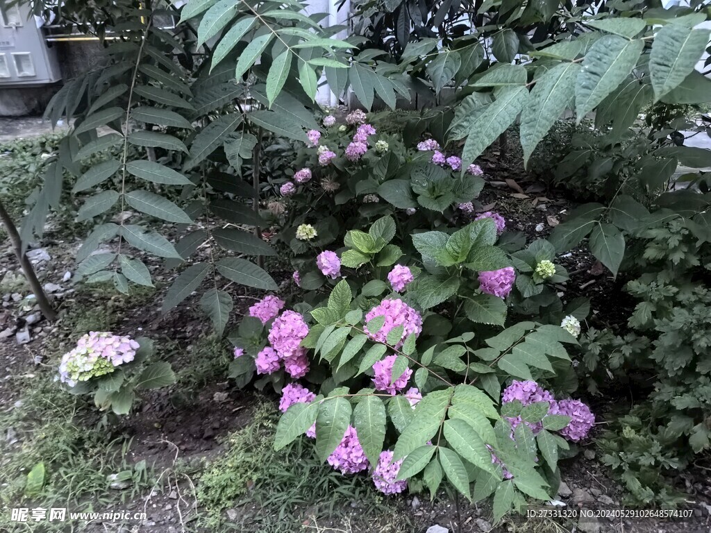 绣球花