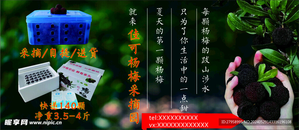 杨梅采摘