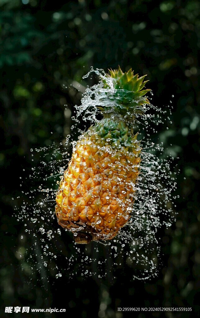 凤梨  