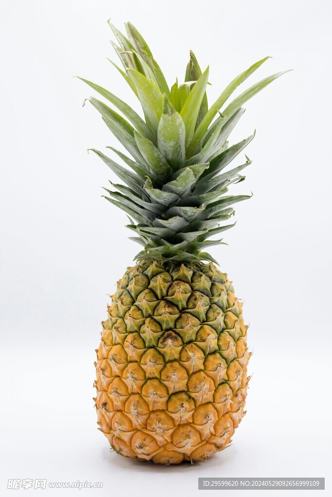 凤梨  