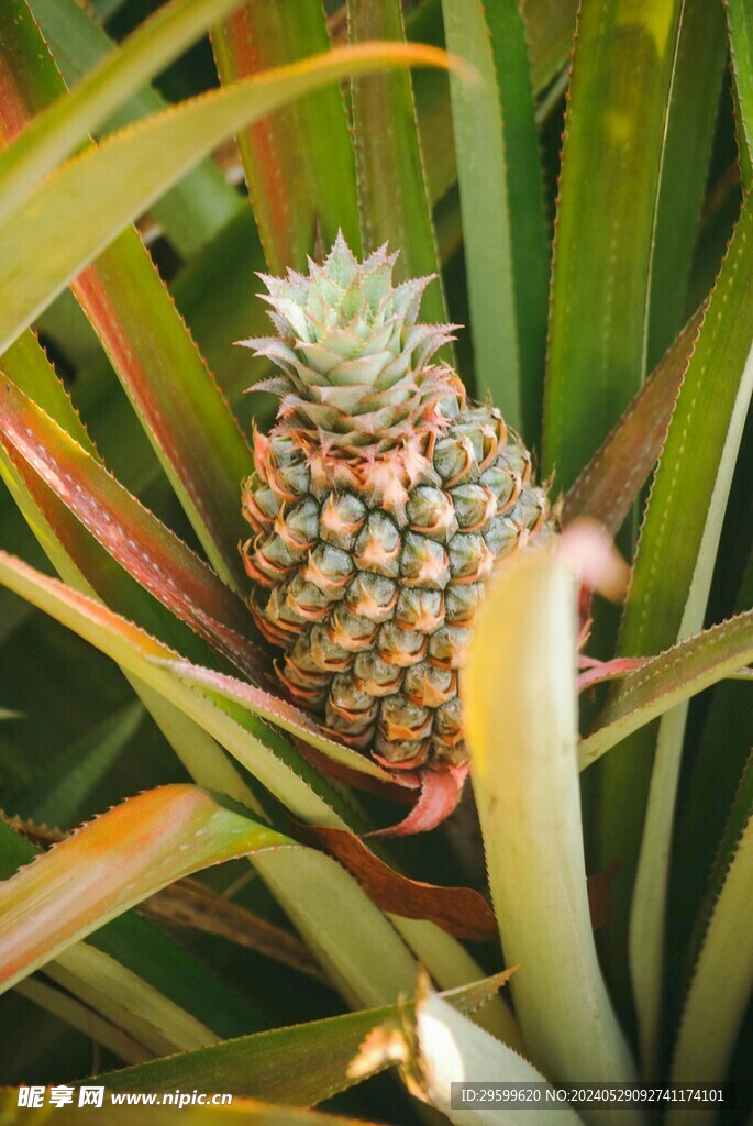 凤梨 