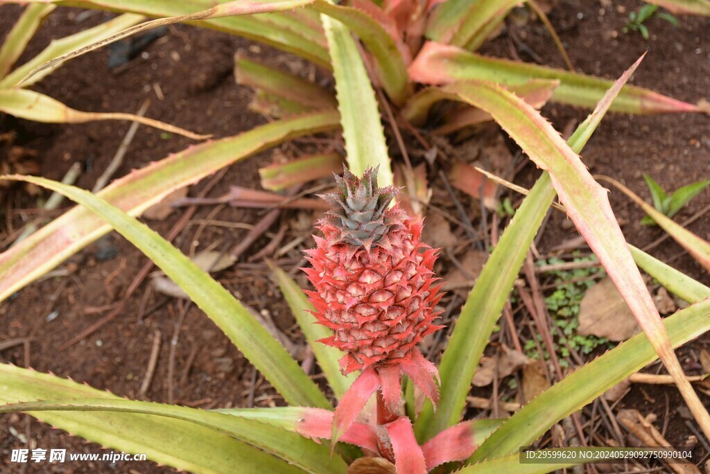 凤梨  