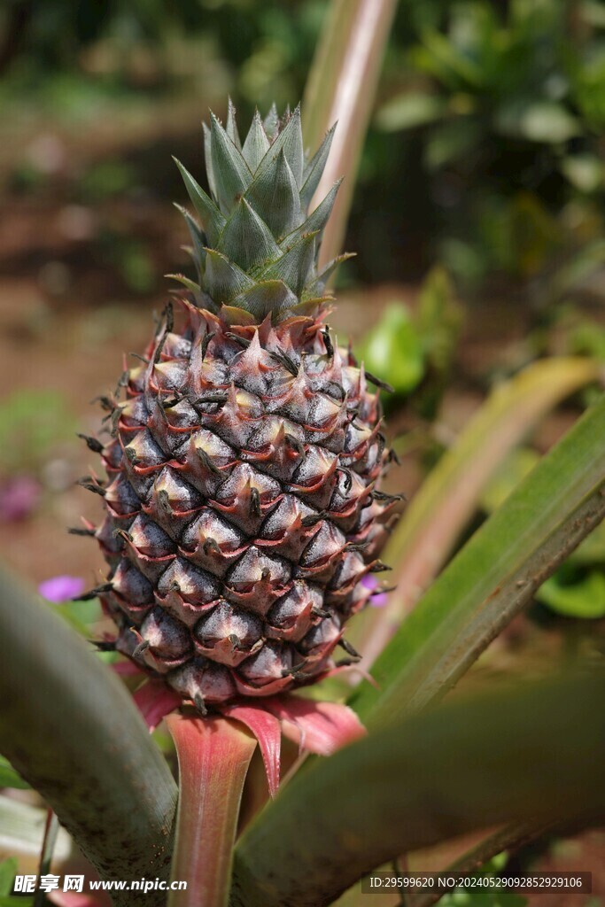 凤梨  