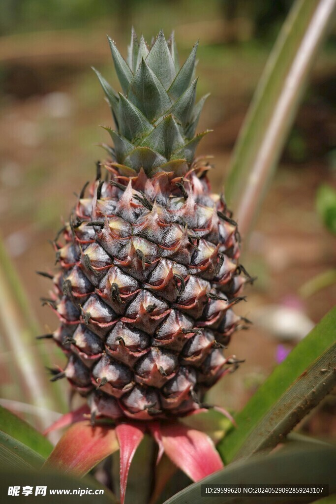 凤梨  