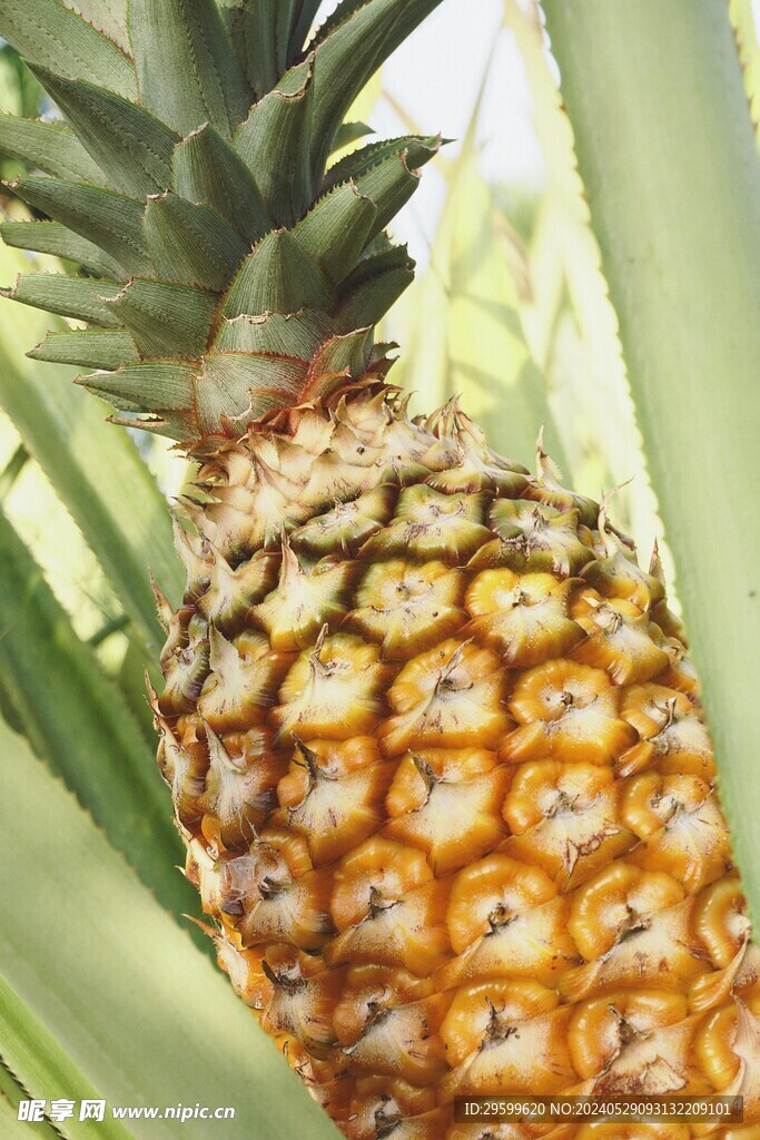 凤梨 