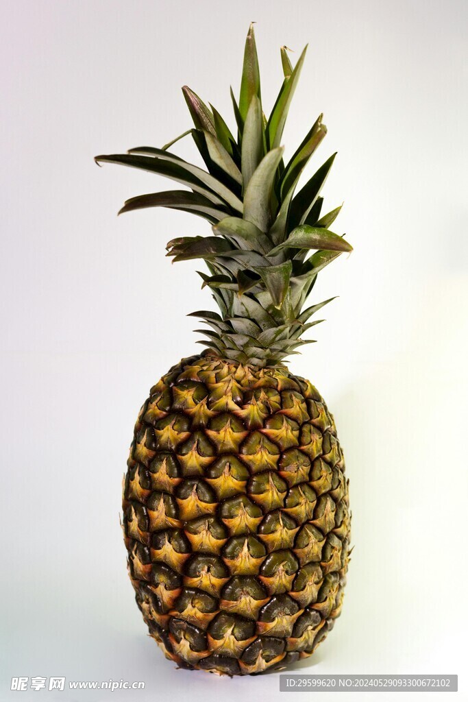 凤梨 