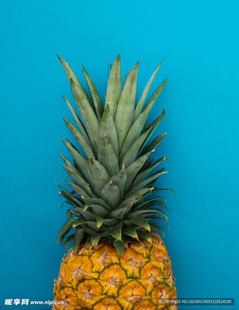 凤梨  