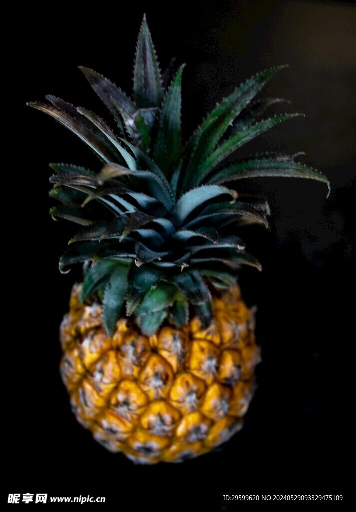 凤梨 