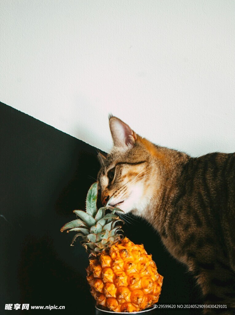 凤梨 