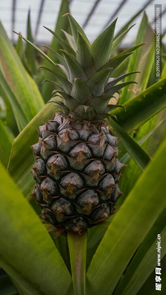 凤梨  